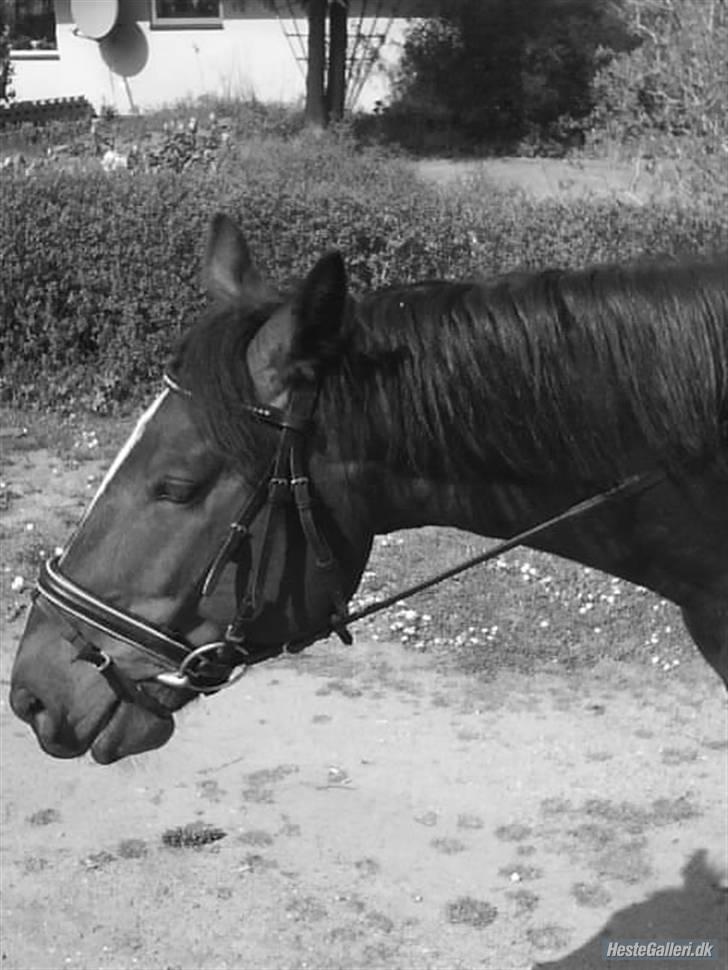 Anden særlig race Stald-pilevejens.Bølle<'3 - Bølle´på´tur:D billede 8