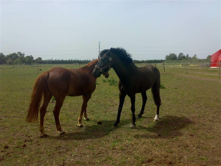 Anden særlig race Baloo. <3 R.I.P: - på folden , sammen med Adonis. billede 5