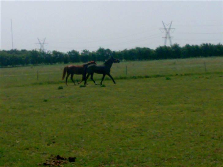 Anden særlig race Baloo. <3 R.I.P: - lege kmarater hehe. xD billede 6