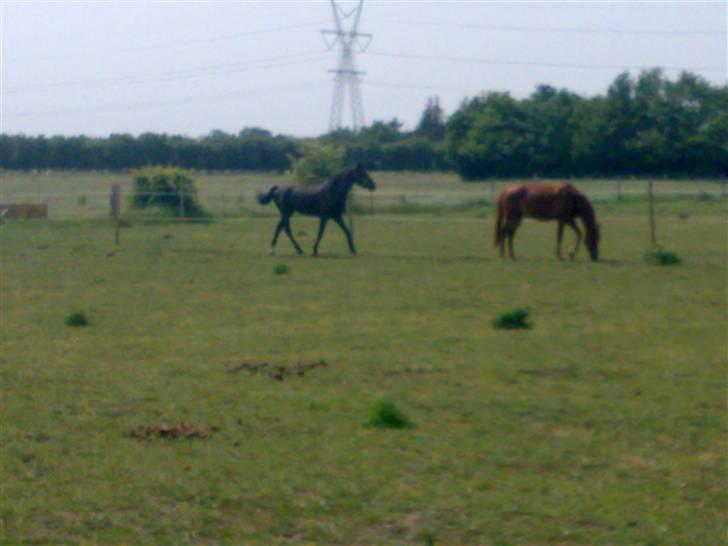 Anden særlig race Baloo. <3 R.I.P: - Adonis kan ikke følge med, nå. så holder vi da bare en græs pause. (: billede 7