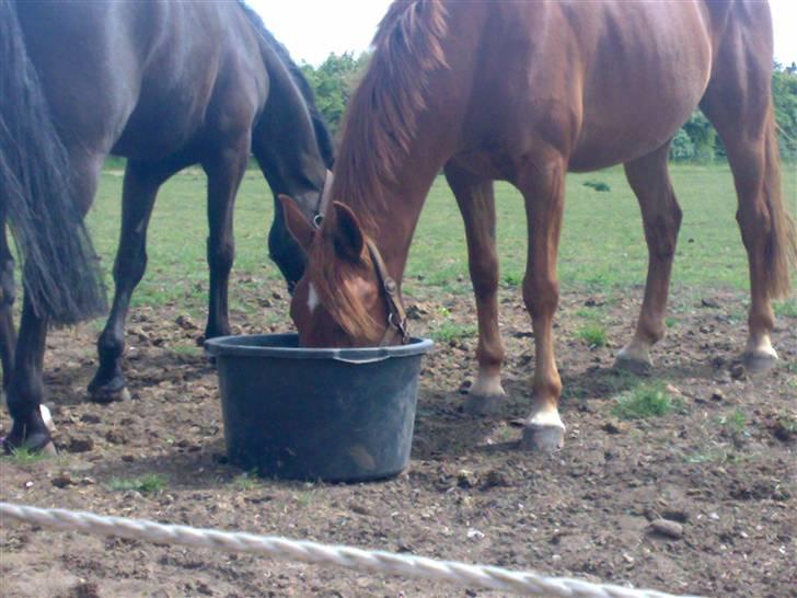 Anden særlig race Baloo. <3 R.I.P: - LIDT vand skal der til , for at hlde os i gang da. billede 8