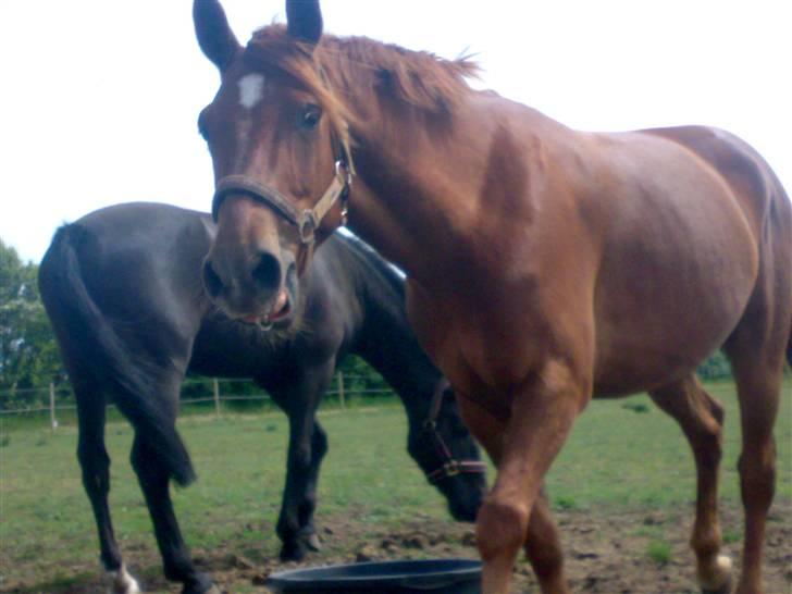 Anden særlig race Baloo. <3 R.I.P: - hej mor : billede 9