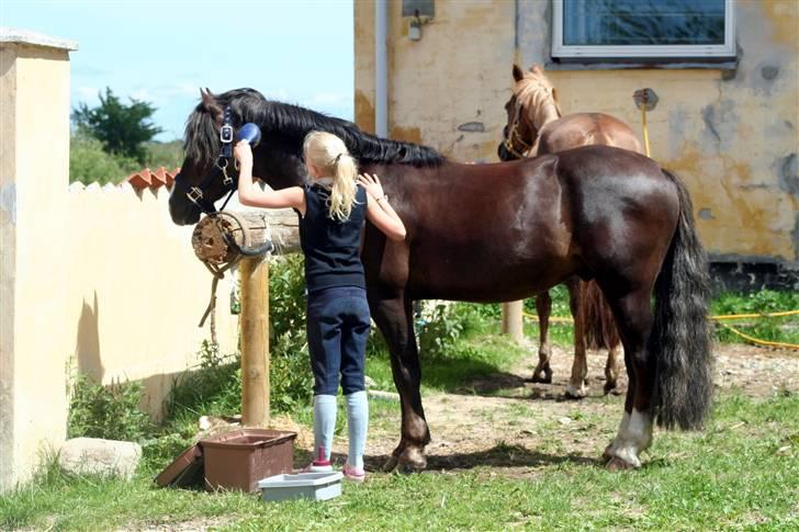 Welsh Pony (sec B) KallistalodgeViper RIP:'( - bliver ordnet i solen af moaarr billede 5