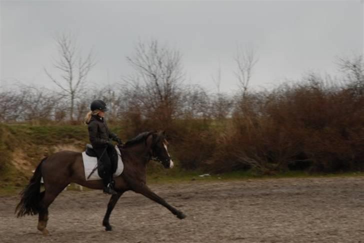 Welsh Pony (sec B) KallistalodgeViper RIP:'( - ja 3 ponyer kan også løfte ben hi hi billede 6
