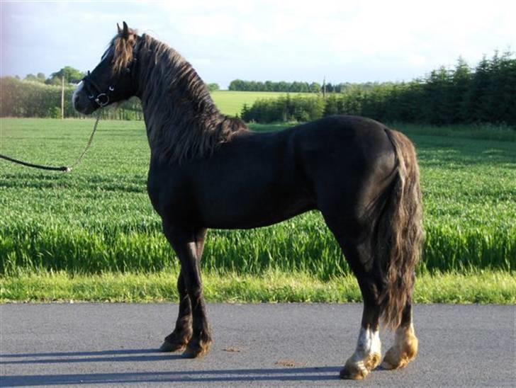 Welsh Pony (sec B) KallistalodgeViper RIP:'( - da man var hingst billede 7