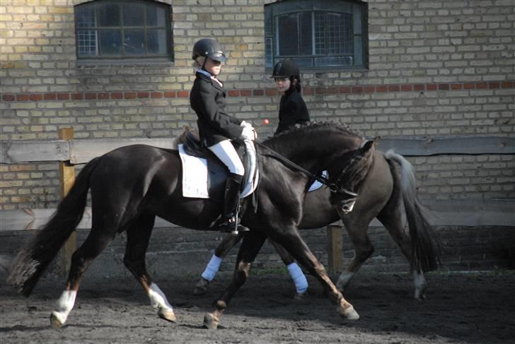 Welsh Pony (sec B) KallistalodgeViper RIP:'( - opvarmning 27 sept 2008 billede 8