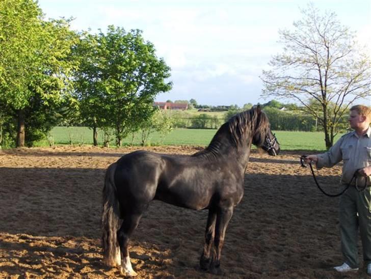 Welsh Pony (sec B) KallistalodgeViper RIP:'( - hingsten Viper billede 9