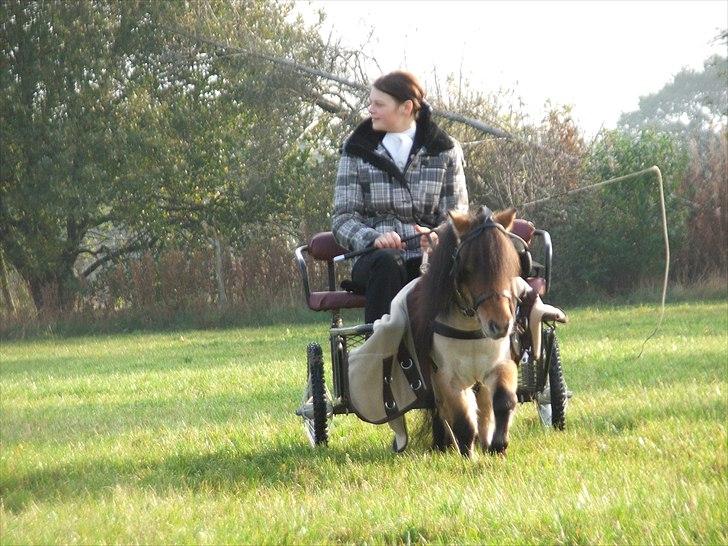 Dansk Miniature Katrinesmindes Boogiemann - opvarmning til den sidste DMHF CUP 2010 billede 6