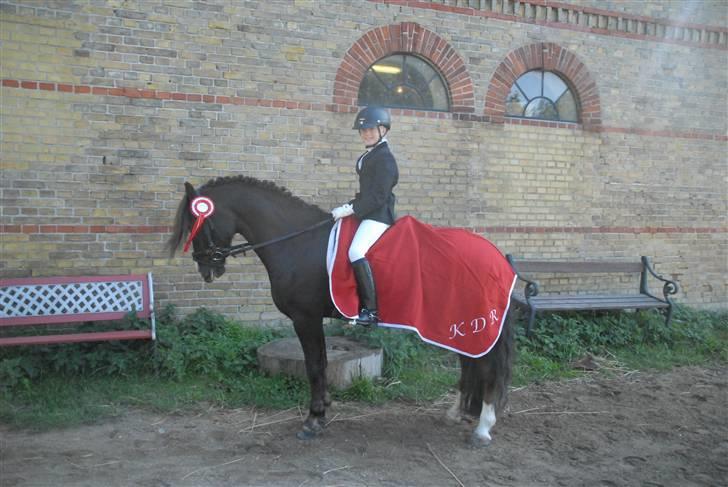 Welsh Pony (sec B) KallistalodgeViper RIP:'( - vandt fint skridtæppe  billede 10