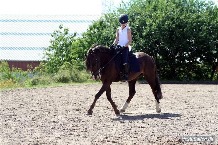 Welsh Pony (sec B) KallistalodgeViper RIP:'( - syntes selv jeg ser lidt fræk ud billede 11