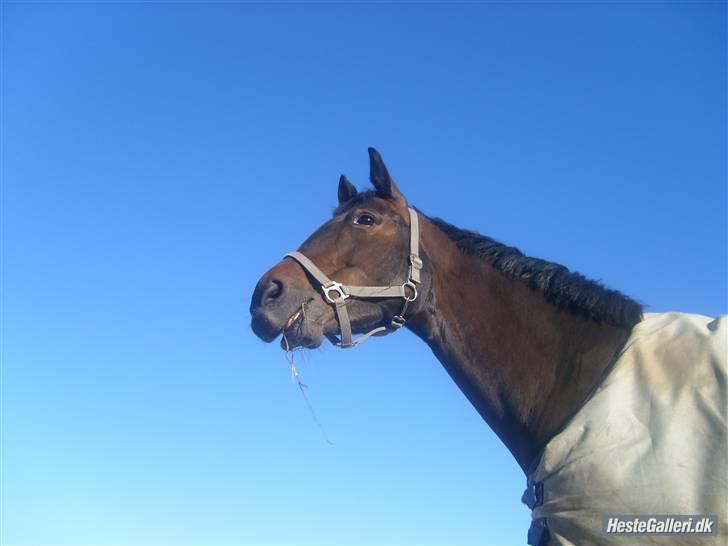 Hollandsk Varmblod Rastrona<3 Himmelhest billede 3