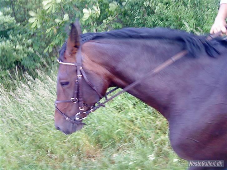Hollandsk Varmblod Rastrona<3 Himmelhest billede 5