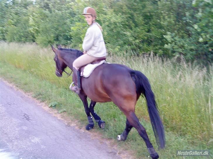 Hollandsk Varmblod Rastrona<3 Himmelhest billede 6