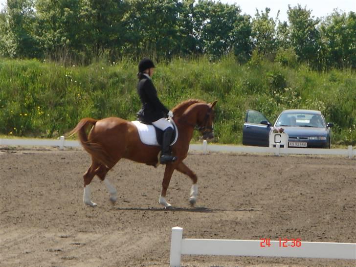 Hollandsk Sportspony Fireball - Mig og Fireball i randers  billede 13