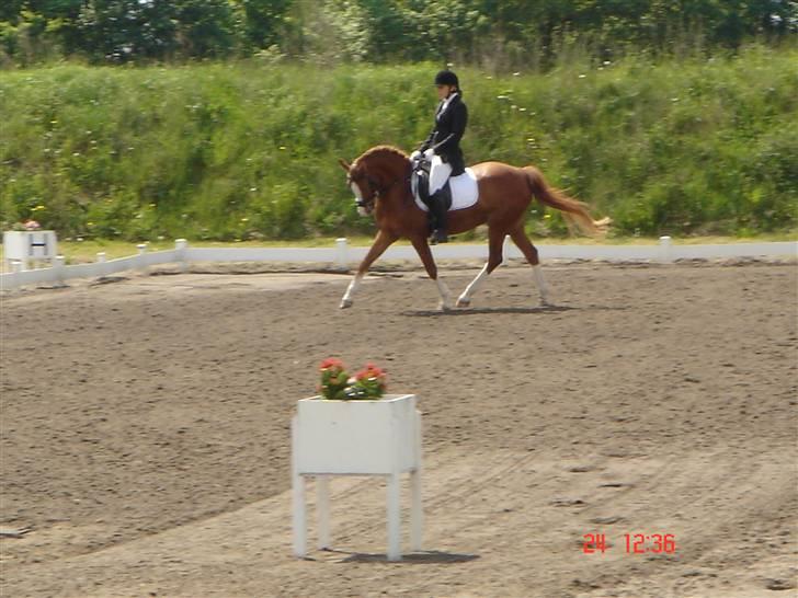 Hollandsk Sportspony Fireball - I Randers igen. billede 14