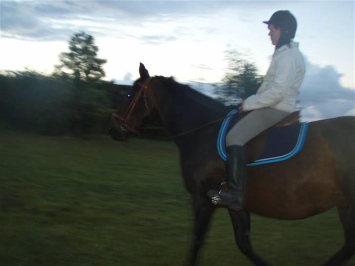 Dansk Varmblod Havens Vanilla-Sky - Nil´sen og mommi(: billede 11