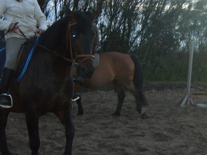 Dansk Varmblod Havens Vanilla-Sky - Foto; Mig billede 12