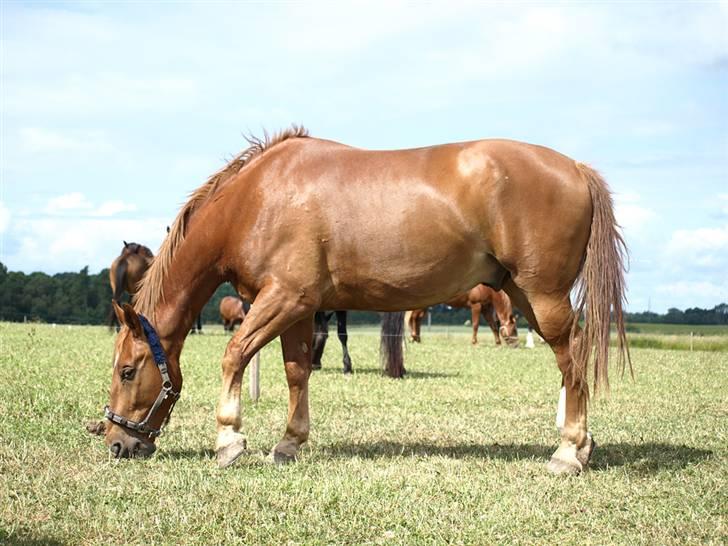 Oldenborg Ensock af Dybendal billede 9