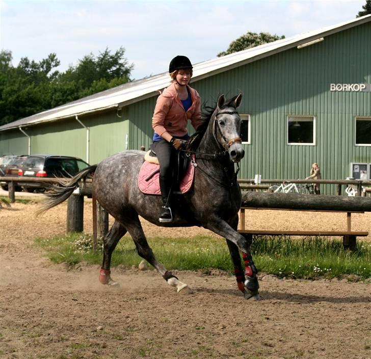 Arabisk fuldblod (OX) Filou (himmelhest) <3 - Filou og jeg i en springtime. billede 3