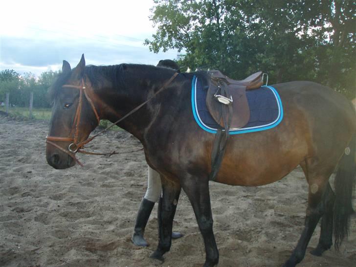 Dansk Varmblod Havens Vanilla-Sky - Foto; Mig billede 13