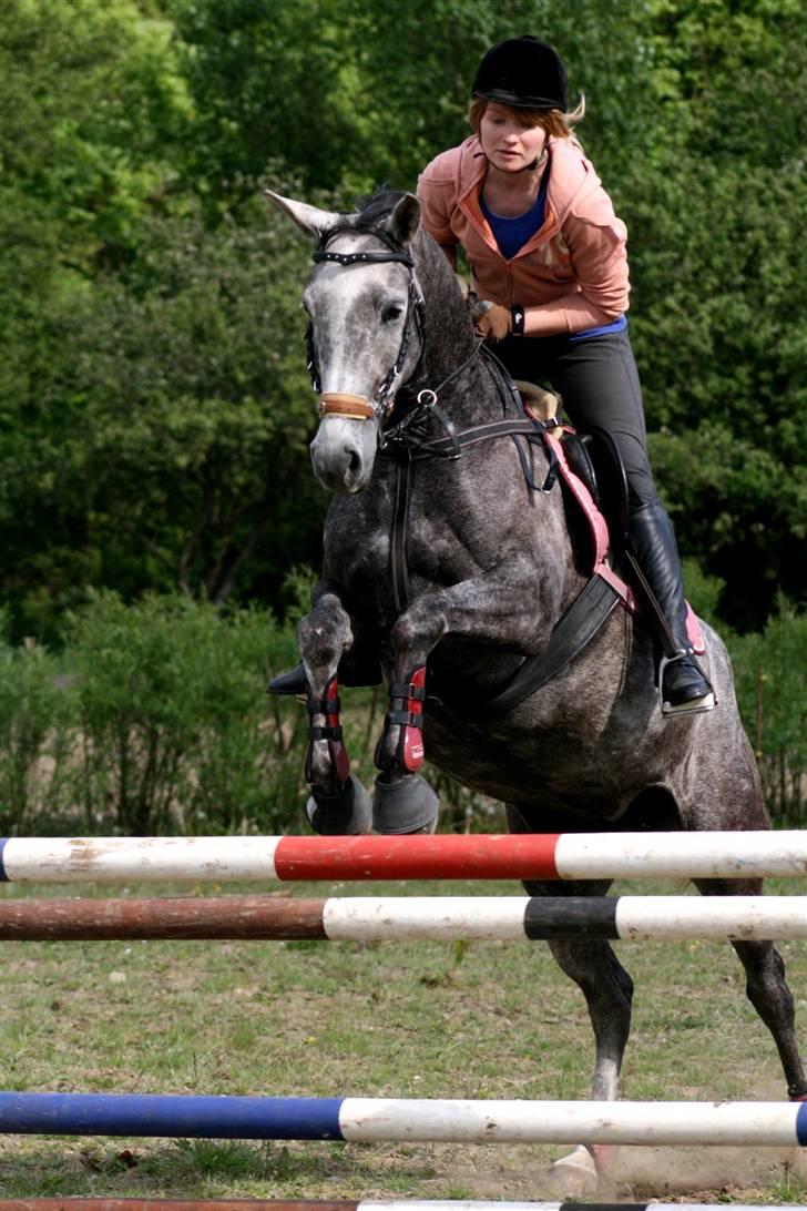 Arabisk fuldblod (OX) Filou (himmelhest) <3 - Hop hop :) billede 4