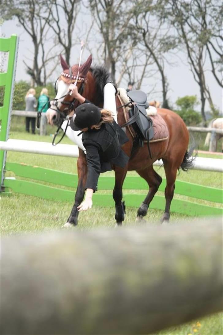 New Forest Lady-sky <3 -SOLGT- - Til stævne i Nordthy, hehe det ligner at Lady-mussen er skeløjet :b billede 3