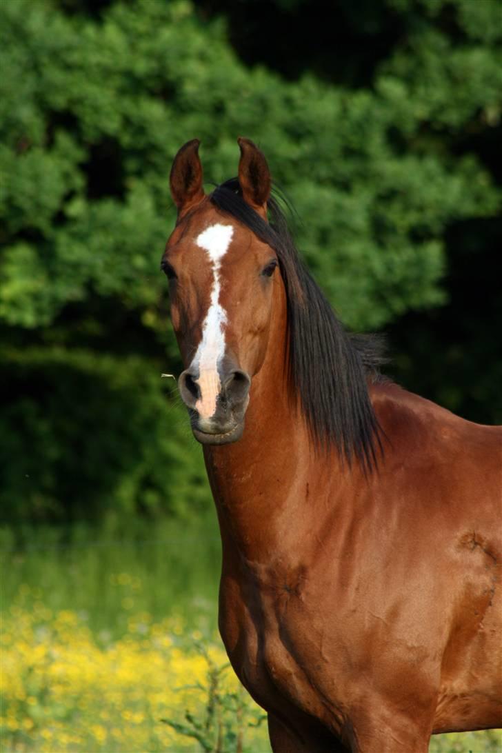 Arabisk fuldblod (OX) Kimus billede 1