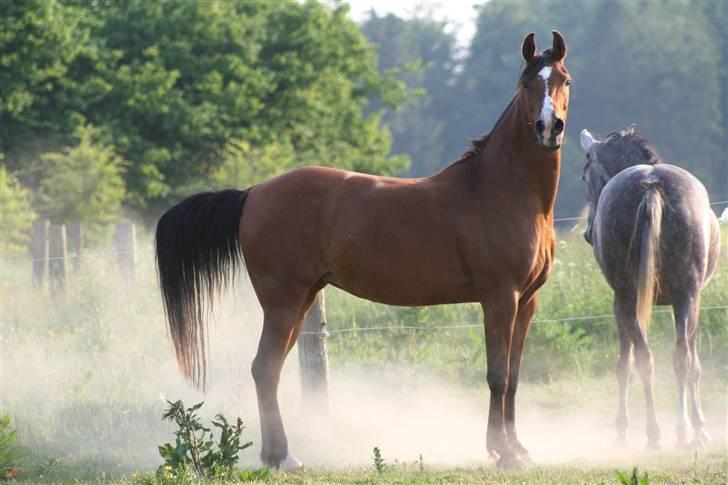 Arabisk fuldblod (OX) Kimus billede 3