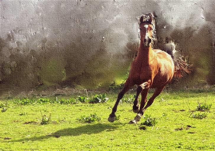 Arabisk fuldblod (OX) Kimus billede 6