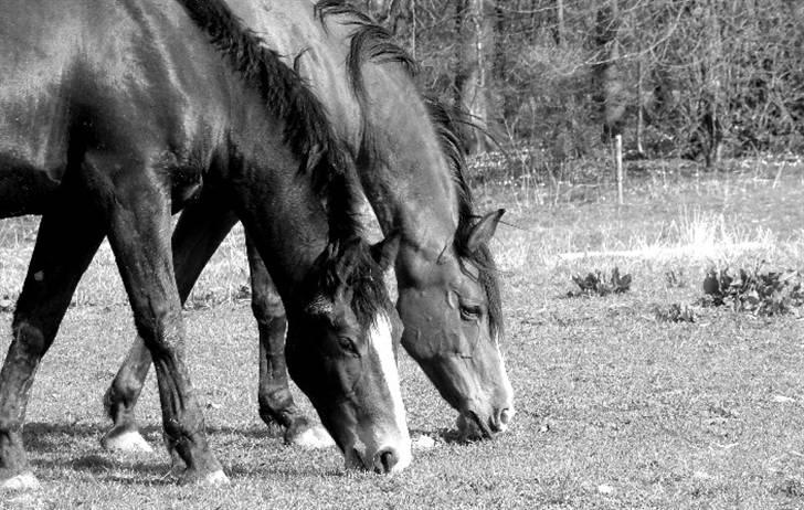 Arabisk fuldblod (OX) Kimus billede 7