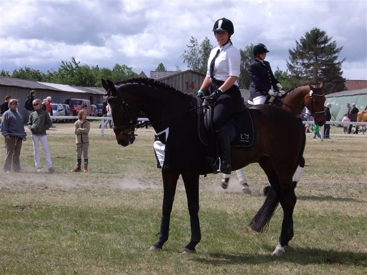 Dansk Varmblod Komet **SOLGT** - Dyrskue 08: DV show billede 15