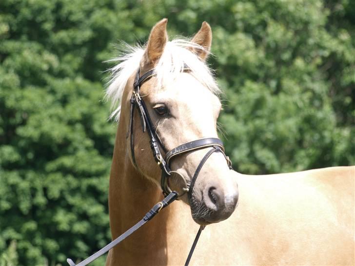 Connemara Bechs Niall  billede 20