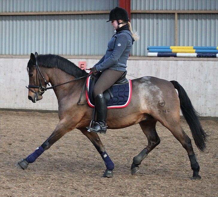 Welsh Cob (sec D) Bjerregårds Casanova  - Velkommen til Casanova´s profil.. smid gerne en bedømmelse men vil gerne vide hvis i giver middel eller lav.. ha det godt :) billede 1