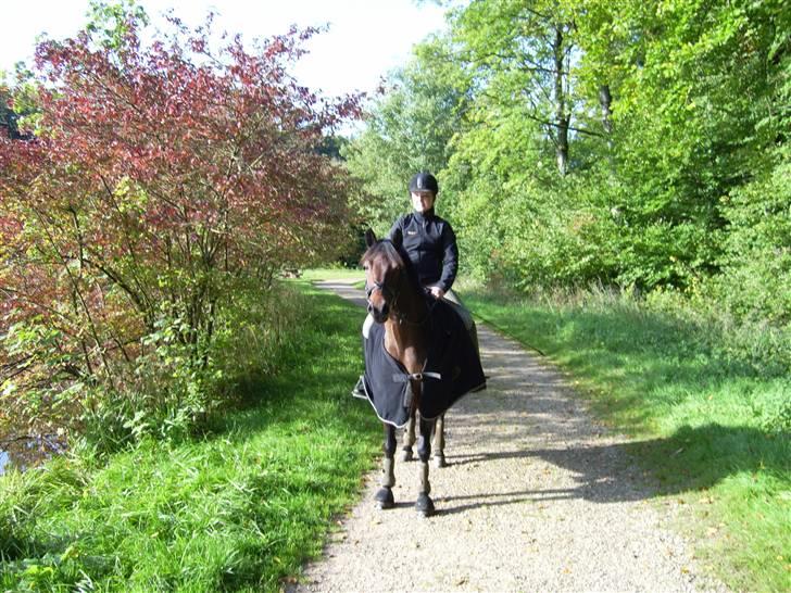 Welsh Cob (sec D) Bjerregårds Casanova  - Vi var i skoven d 28/9-08... det elsker den dreng...  d: billede 4