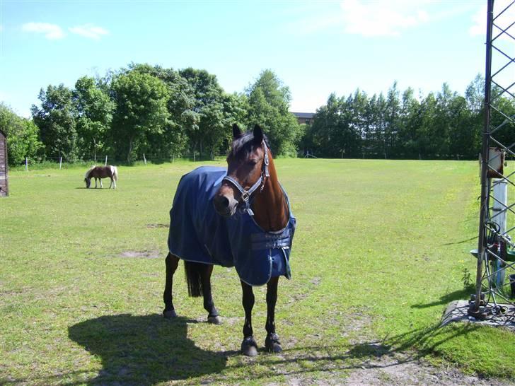 Welsh Cob (sec D) Bjerregårds Casanova  - Dagen efter stævne i Tobøl... uhh det er dejligt at være ude på folden for at nyde livet :D billede 5