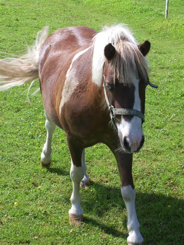Anden særlig race Jackpot<33 R.I.P  billede 1