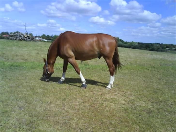Frederiksborg Poseidon SOLGT - Basse drengen på græs fold han hygger sig rigtig :D billede 15