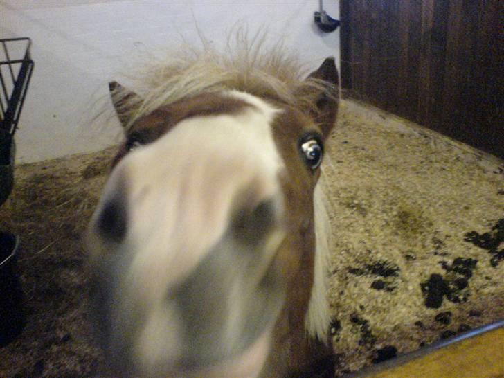 Anden særlig race Jackpot<33 R.I.P  billede 2