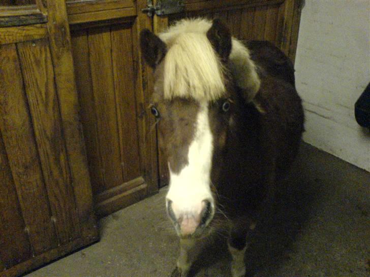 Anden særlig race Jackpot<33 R.I.P  billede 4