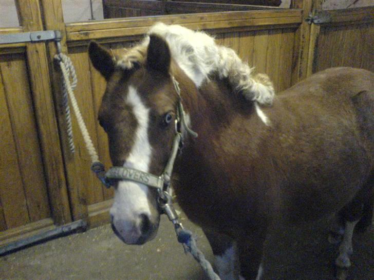 Anden særlig race Jackpot<33 R.I.P  billede 5