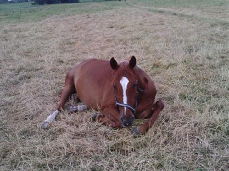 Anden særlig race Gloster <3 - Gloster slapper af ude på folden, 10 Juli 2010 billede 1