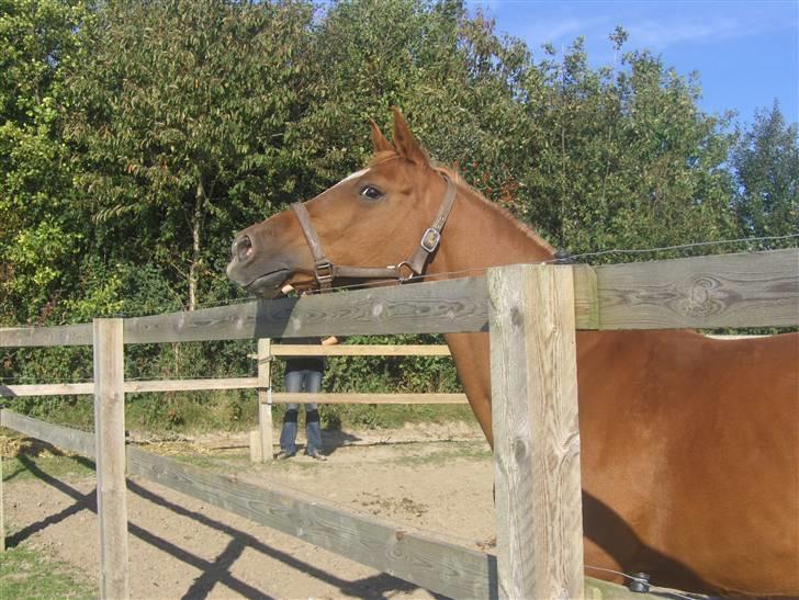 Anden særlig race Gloster <3 - Gloster på fold, 21 September 2008 billede 2