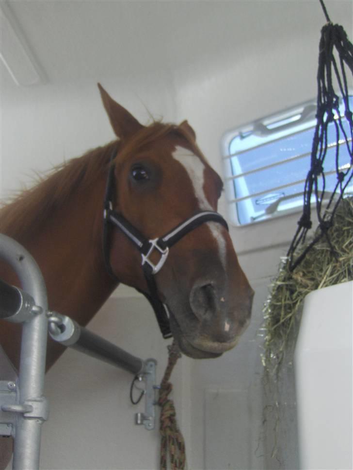 Anden særlig race Gloster <3 - Da vi fik Gloster 13 Juli 2008 billede 3