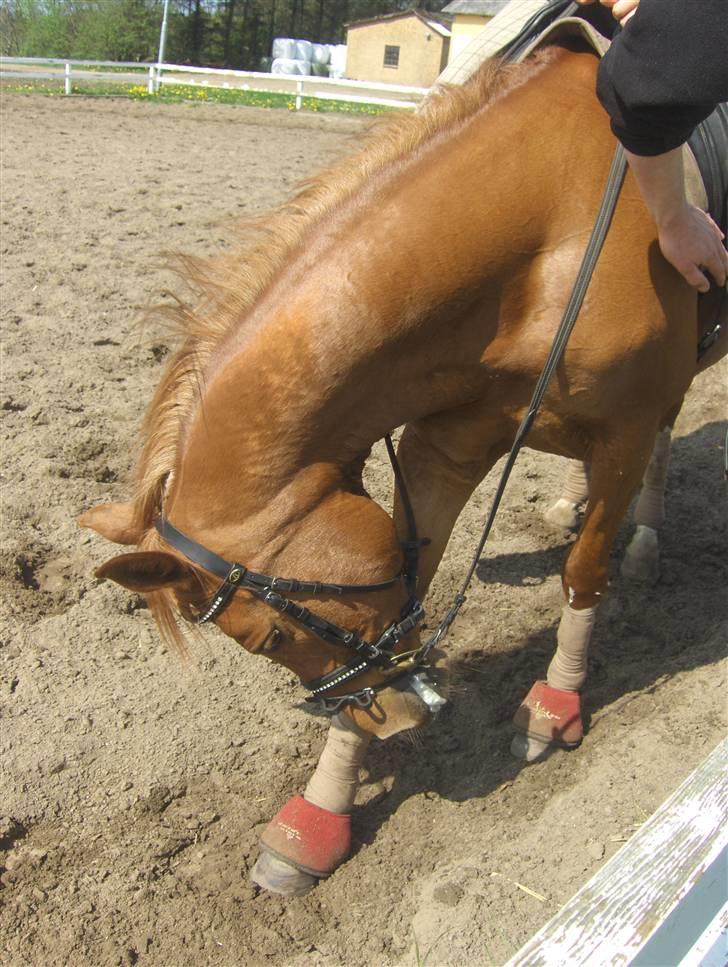 Anden særlig race Gloster <3 - Det klør 2 Maj 2008 billede 4