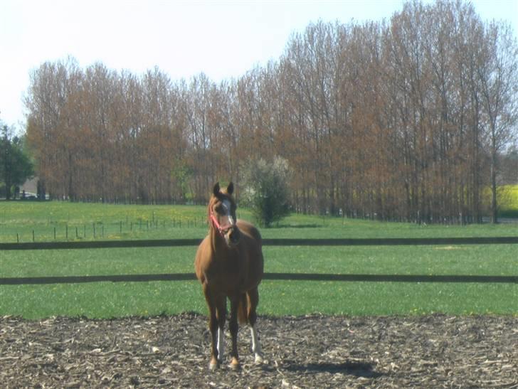 Anden særlig race Gloster <3 - Gloster på fold, 1 Maj 09 billede 5