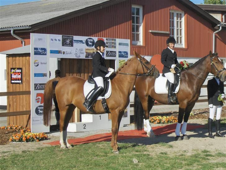 Anden særlig race Gloster <3 - Gloster til Hestival 2008 Solr billede 6