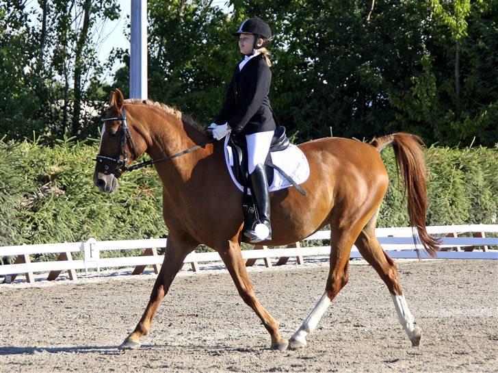 Anden særlig race Gloster <3 - Første stævne 1. plads ,28 Juli 2008  billede 7