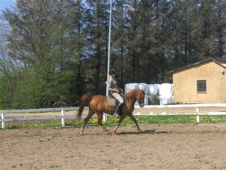 Anden særlig race Gloster <3 - Freja og Gloster 2 Maj 2008 billede 8