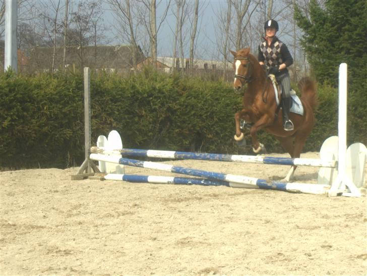 Anden særlig race Gloster <3 - Mie rider Gloster, 11 April 2010 billede 9