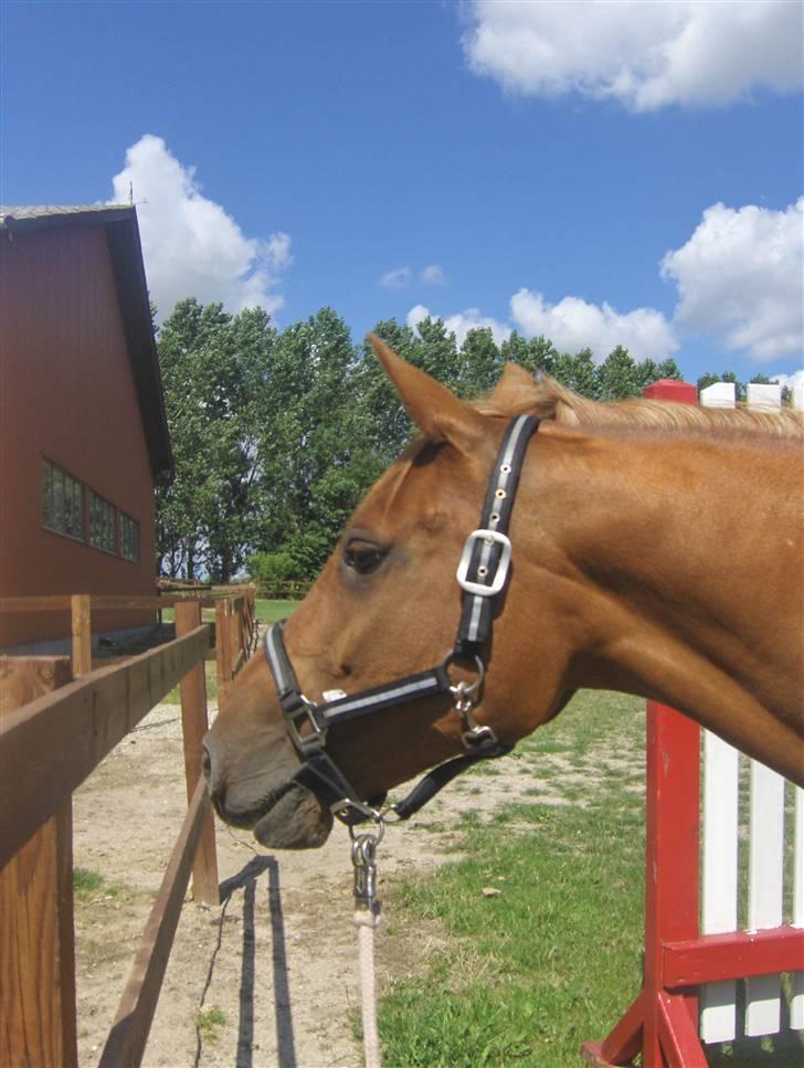 Anden særlig race Gloster <3 - Så fik vi endlig Gloster 13 Juli 2008 billede 10